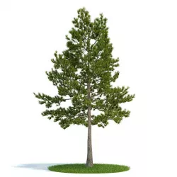 Pine Tree 3D model