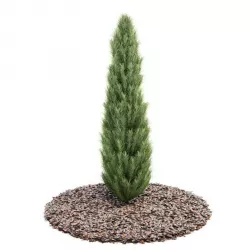 Pine Tree 3D model