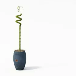 Plant   Pot Plant 3D model