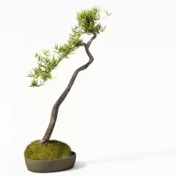 Plant  Pot Plant 3D model