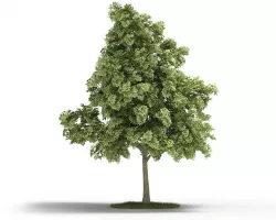 Sessile Cornish Oak Tree 3D model