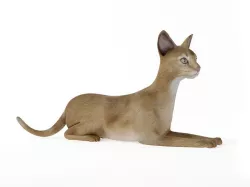 Sitting Cat 3D model