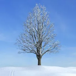 Snow Tree 3D model