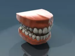 Teeth Anatomy 3D model