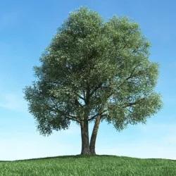 Three Trees Growing From One Spot 3D model