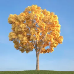 Tilia Leaved Tree 3D model