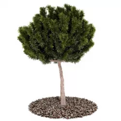 Tree  Bonzai Tree 3D model