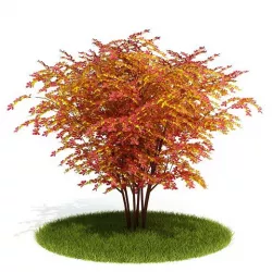 Tree   Leaf Tree 3D model