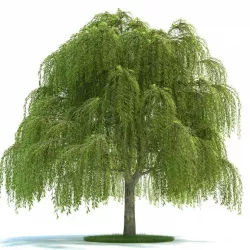 Tree   Leaf Tree 3D model
