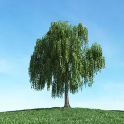 Weeping Willow Tree 3D model