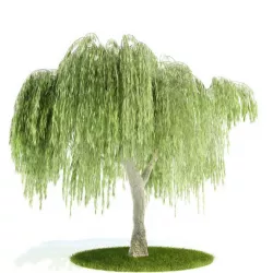 Weeping Willow Tree 3D model