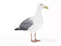 White Bird Seagull 3D model