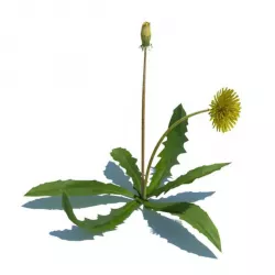 Yellow Dandelion Weed 3D model