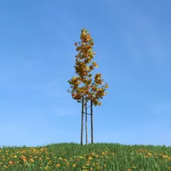 Young Tree With Supports 3D model
