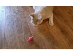 Cat Toy - Spinning Top