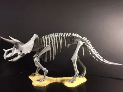 Triceratops prorsus Skeleton