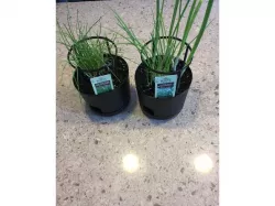 Chive Support - Plant Support