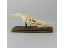 Flying Dinosaur Skull