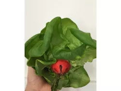 Hydroponic Growing Pod - NFT or Aero system - OpenSCAD