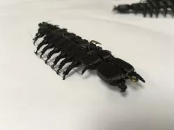 Hellgrammite hard bait split