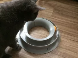 Ping pong toy for Cat