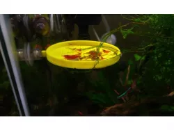 Suspended Shrimp Feeding Tray