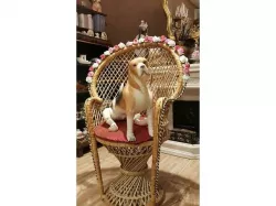 Ball jointed dog for sd doll