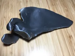 Scapula