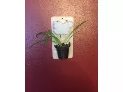 From Seed to Plant