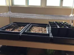 Grow Lamp for Indoor Garden