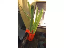 Hydroponic Aquarium Plant Hanger (HAPH)
