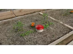 Mushroom slug trap / Piège à  limaces Champignon