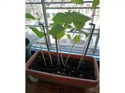Plant Stake with Clip