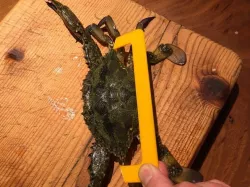 Crab Gauge for Western Australia