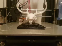 Jackelope Skull Stand