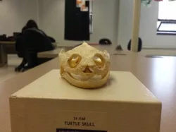 Turtle Skull