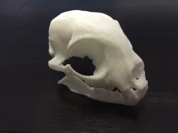 Bobcat Skull - Real Scan