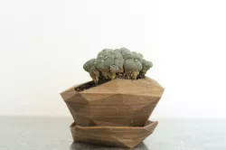 Planter #3