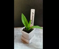 Rectangular Nursery pot