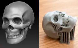 Skull 
