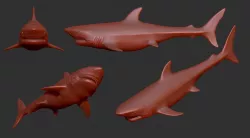 Great White Shark