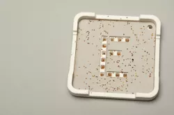 SeedRoy