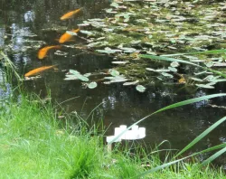 Wireless electric fish feeder