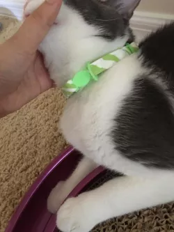 Adjustable breakaway cat collar