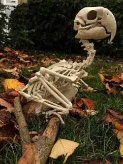 Bird Macaw Skeleton