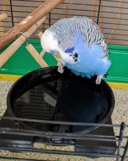 BirdBath