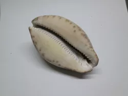 Cowry (Cowrie) Shell 