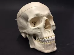 Human skull scan