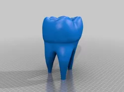 human tooth model