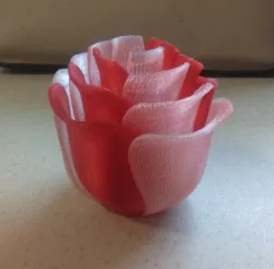 Super Rose multicolor